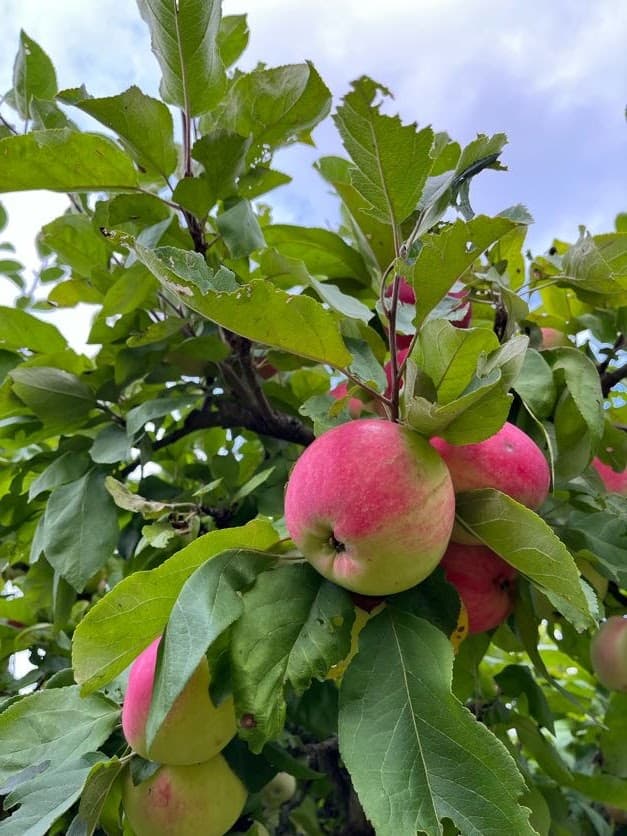 AppleBros rental gallery image 3