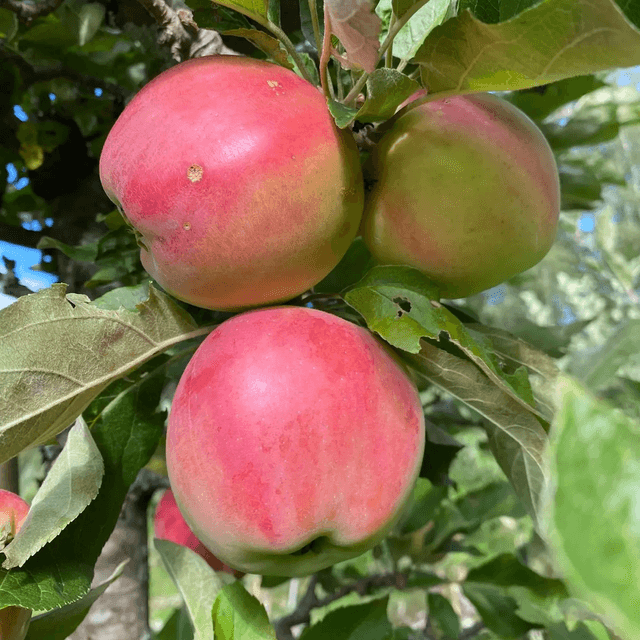 Akero Hassel apple