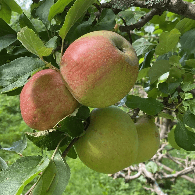 Amorosa apple