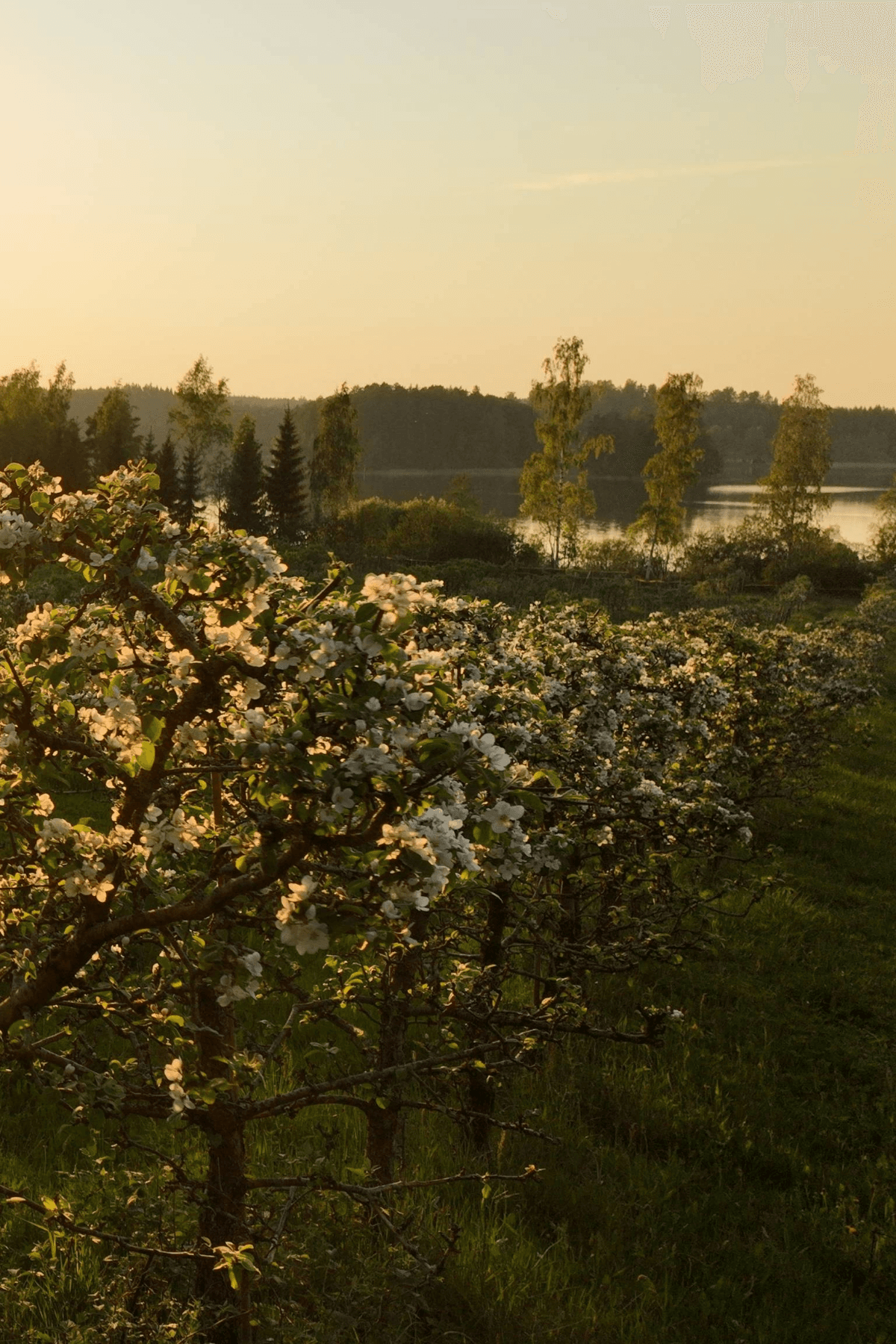 Apple trees