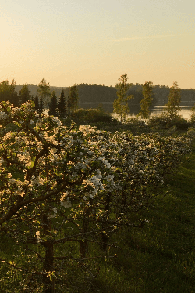 Apple tree