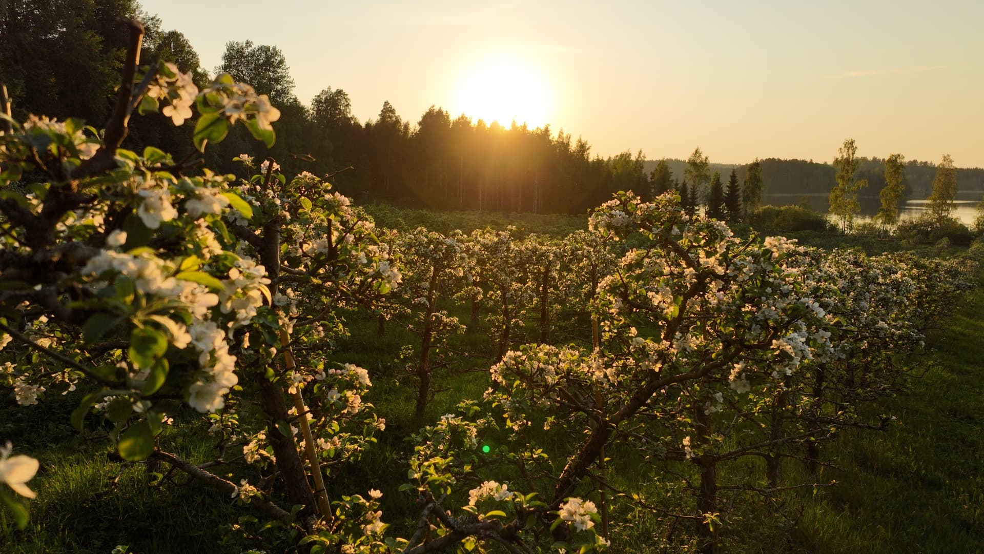 Apple trees closeup
