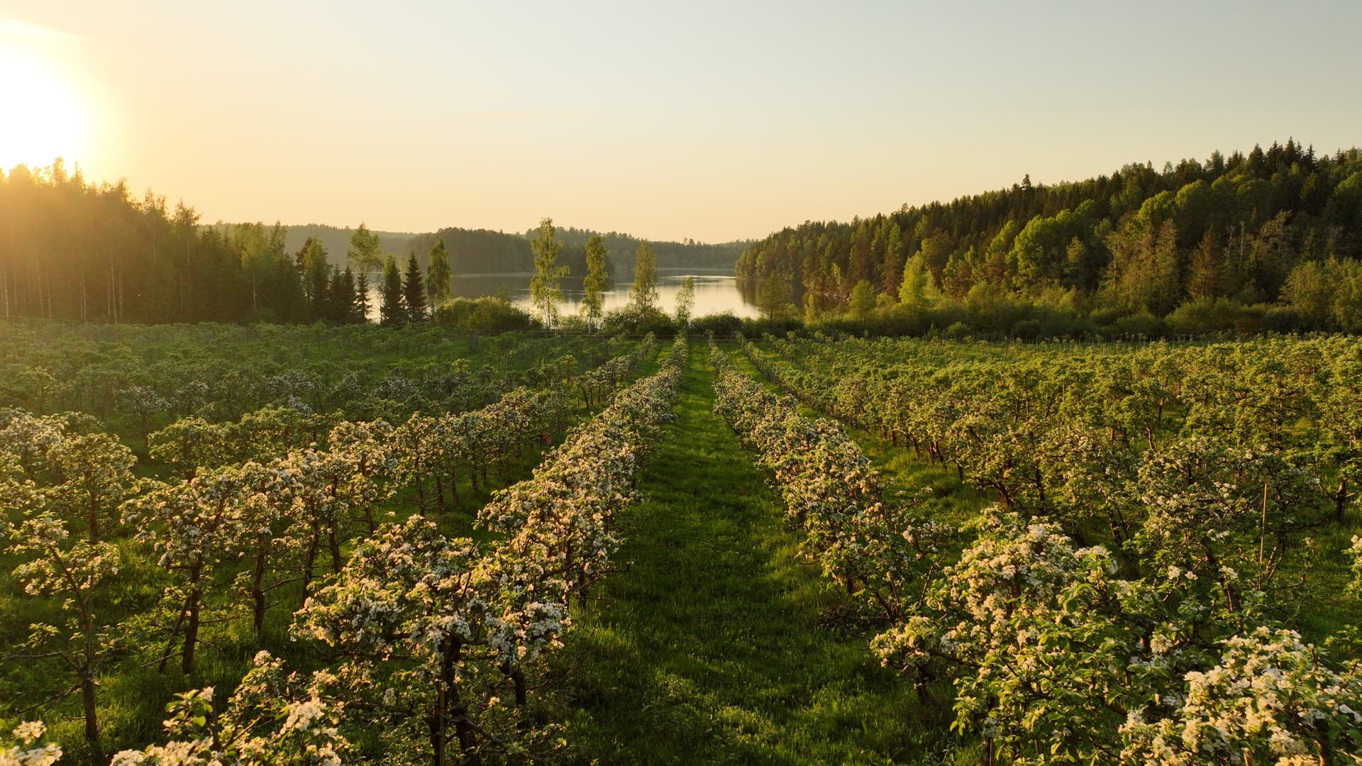 Apple trees in line