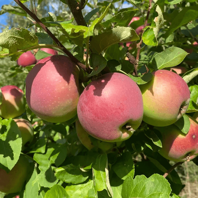Lobo apple