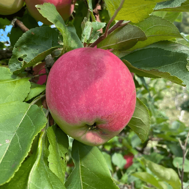 Melba apple