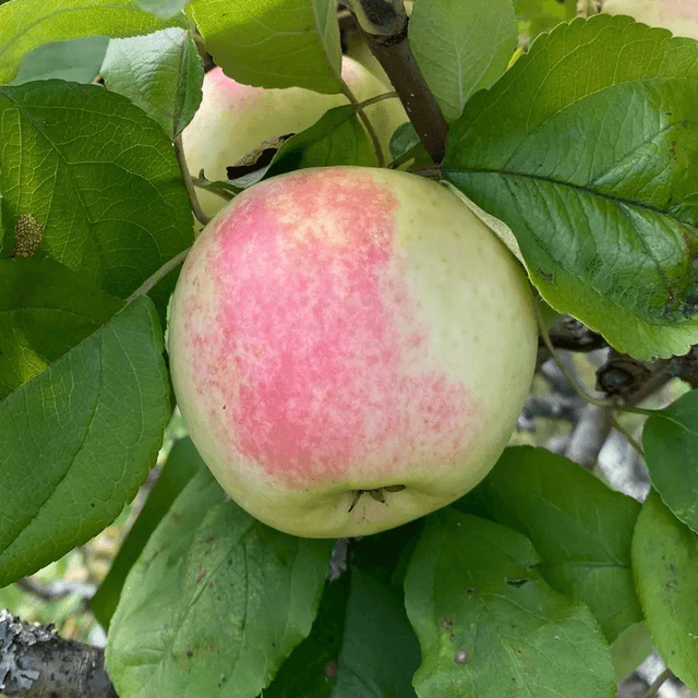 Samo apple