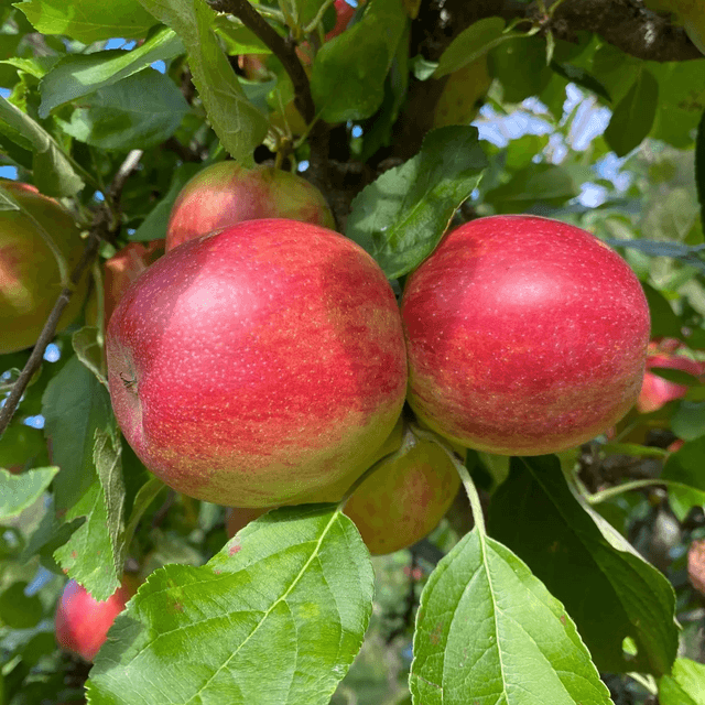 Summerred apple