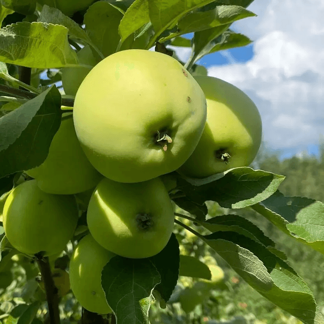 Valkea Kuulas apple
