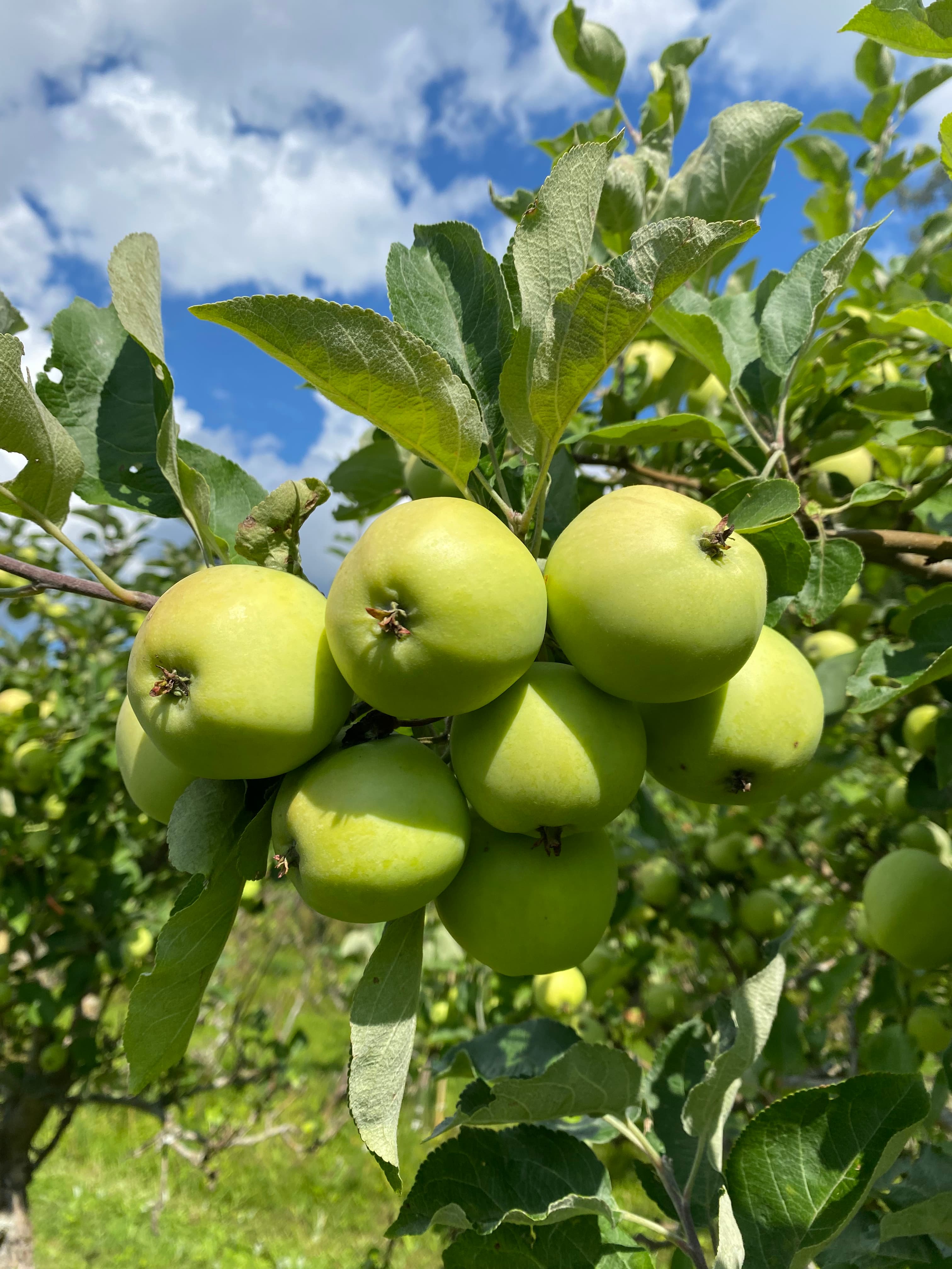 AppleBros rental gallery image 6