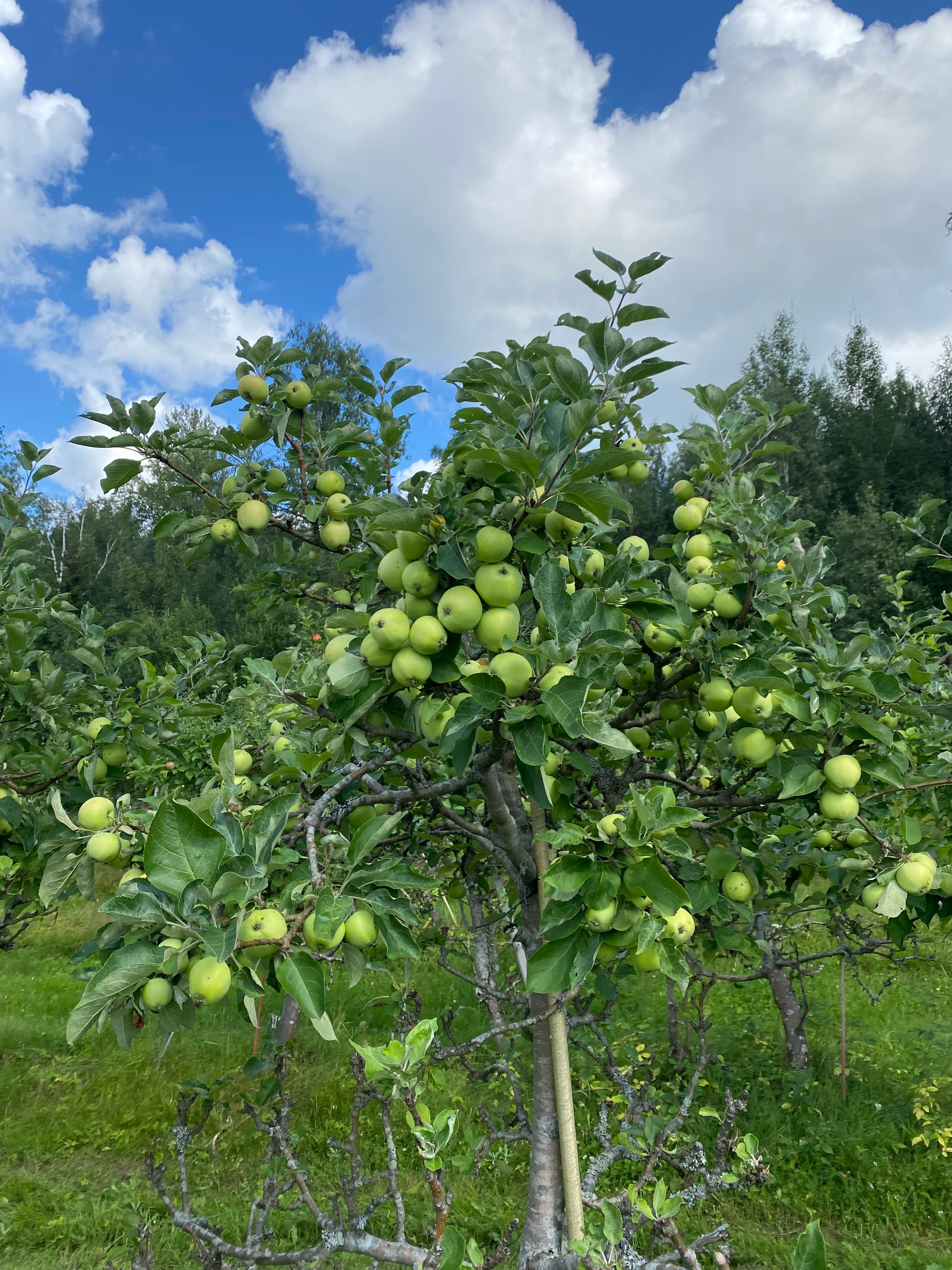 AppleBros rental gallery image 1